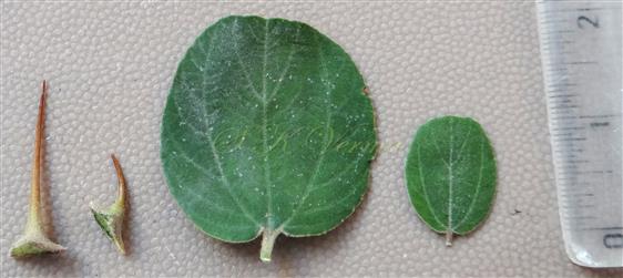 Leaves and spines